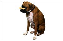 olddog